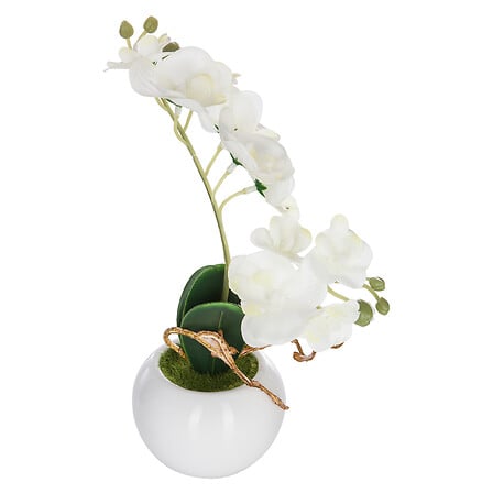 Orchidea 25 cm con vaso ceramica 20x20x26 cm