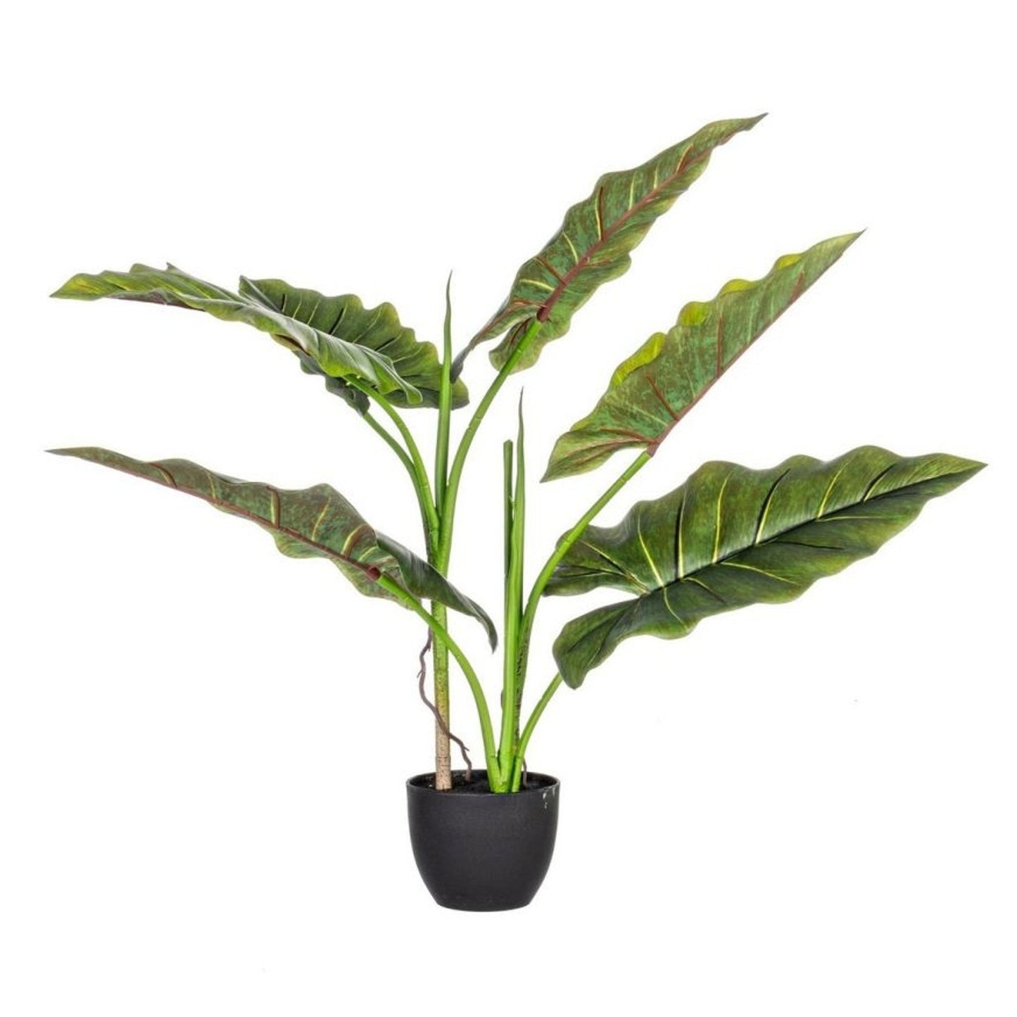 Pianta Dieffenbachia 70x78 cm con foglie in poliestere