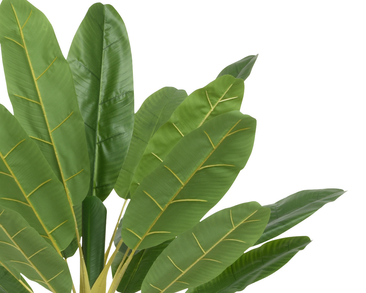 Bananier en pot 120x120x280h cm