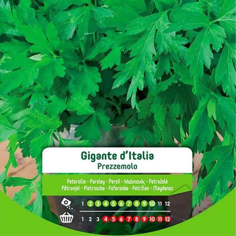 Graines de persil italien géant en sachet