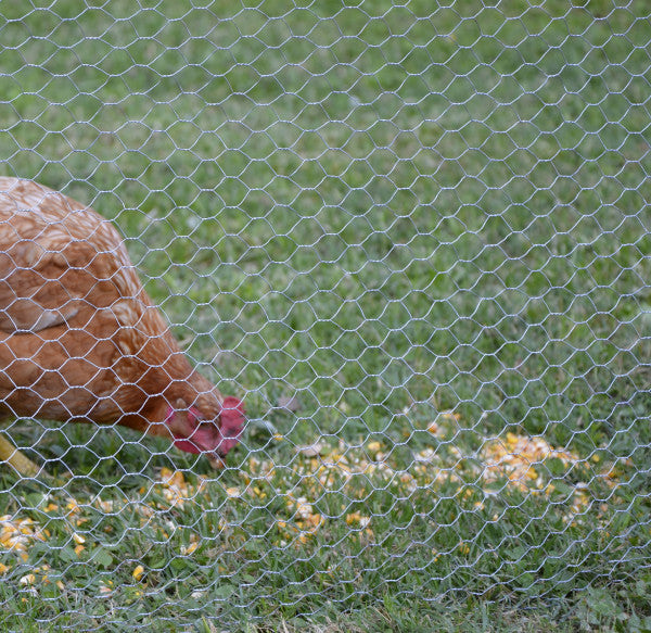 Grillage Galvanisé à Treillis Hexagonal - H. 100 Ø 12 - Maille 16 mm