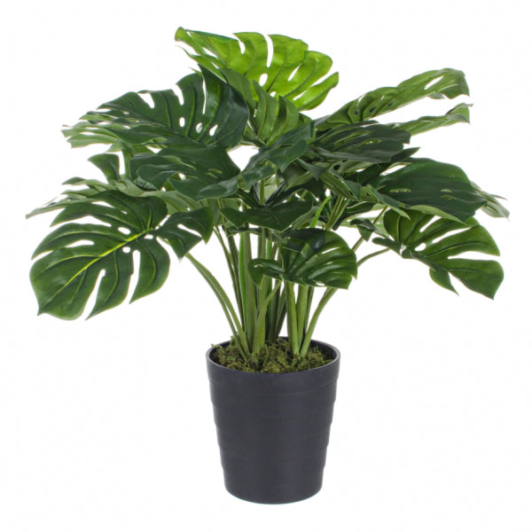 Plante Filodentro avec vase de 65 cm