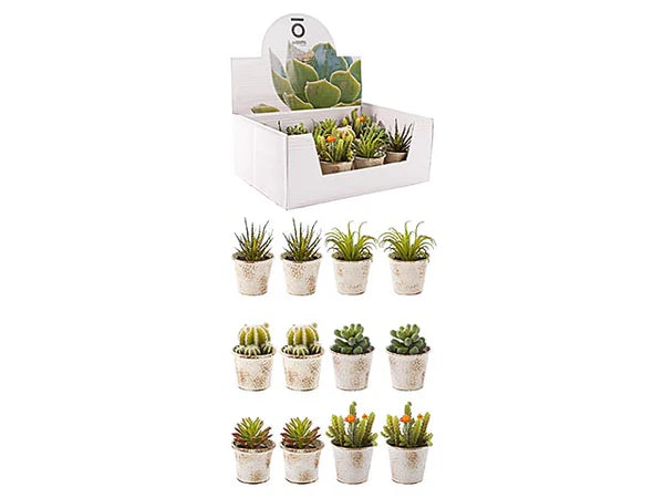 Plante succulente classique