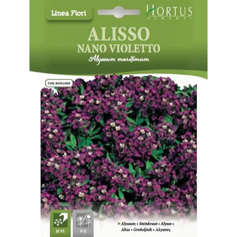 Alyssum nain Violet DB