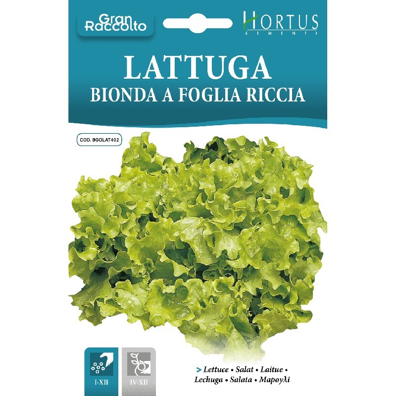 Laitue frisée blonde Grande récolte