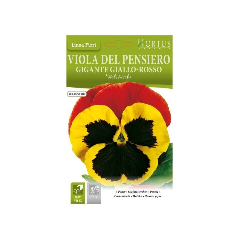 Violadel Pensiero Giant jaune-rouge DB