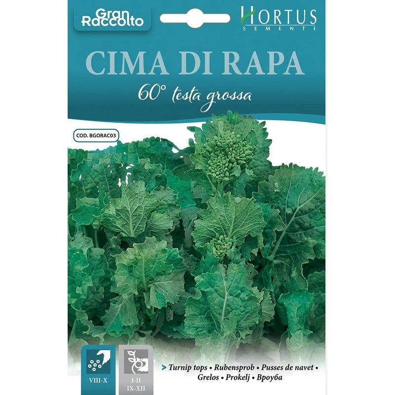 Feuilles de navet 60 grosses têtes Grande Récolte