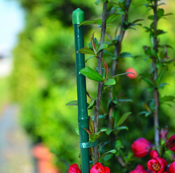 Cannes de bambou plastifiées pour soutenir les plantes Ø 0,8–1,0 cm h 60 cm