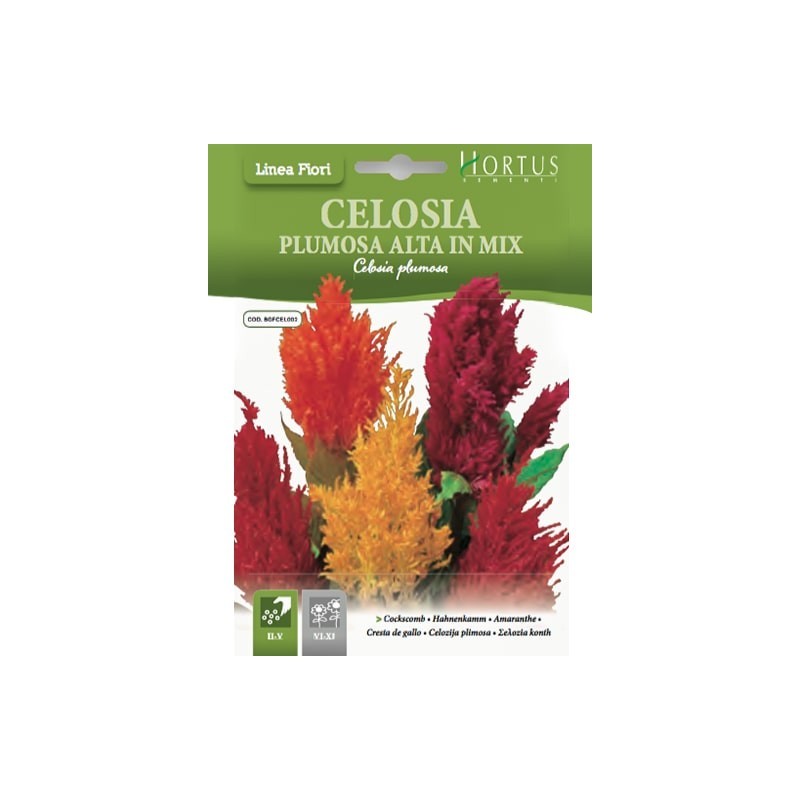Celosia Plumosa alta mélange DB