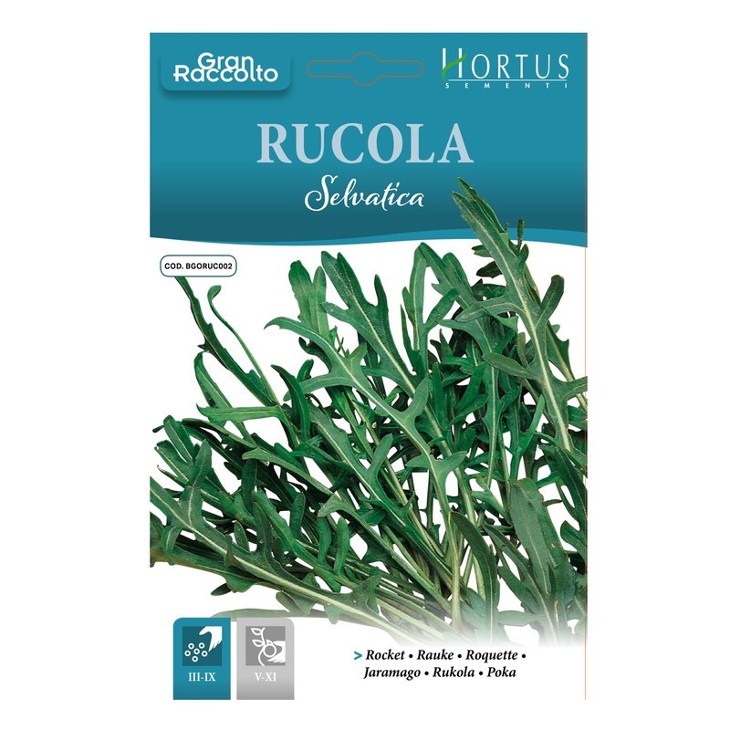 Grande récolte de roquette sauvage