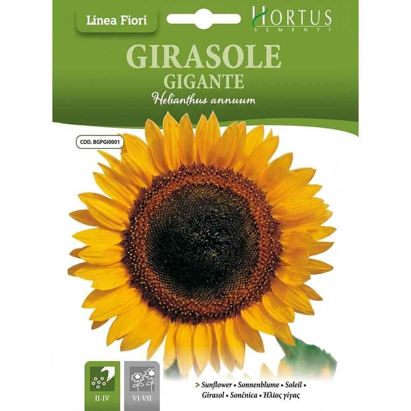 Tournesol géant DB