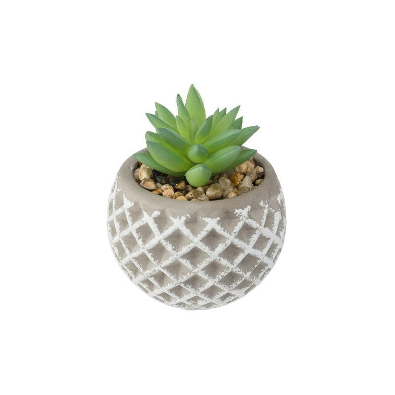 Succulente H9 cm avec pot en béton