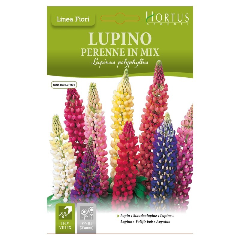 Lupin vivace en mélange DB