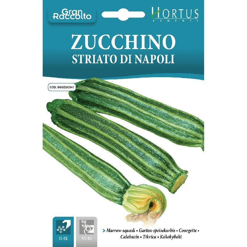 Courgette rayée de Naples Grand Harvest