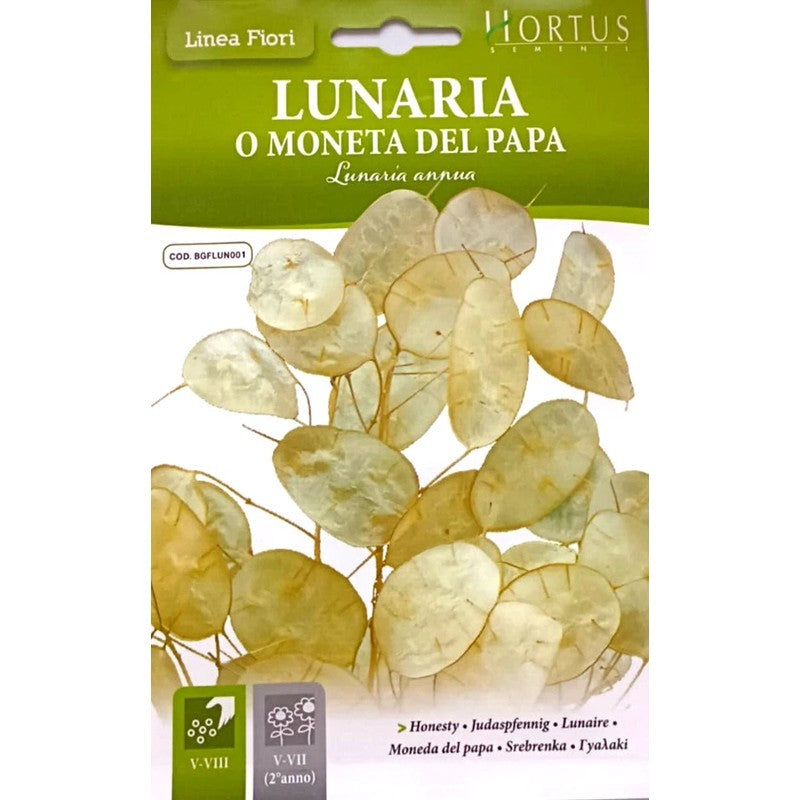 Lunaria ou Coin du Pape DB