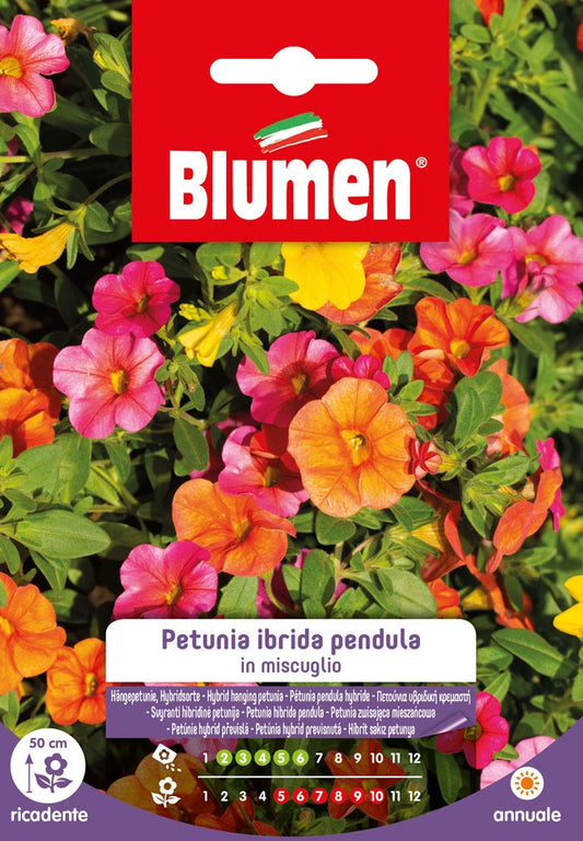 Pétunia Pendula hybride en mélange