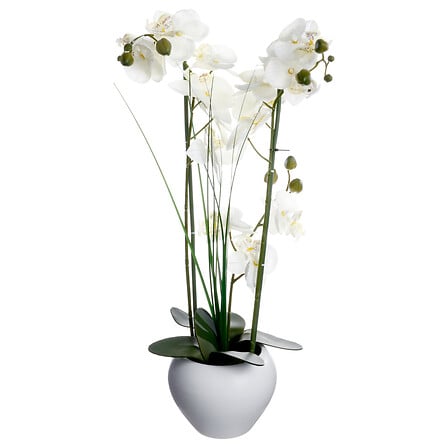 Orchidea 53 cm con vaso ceramica bianco