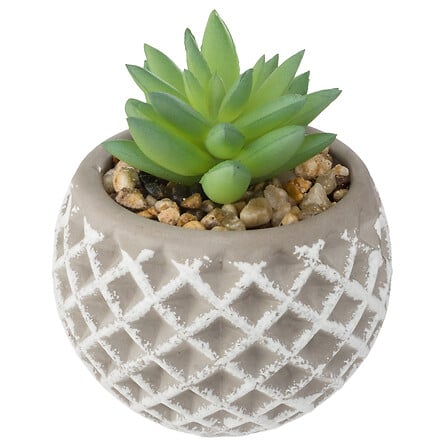 Succulente multicolori in vaso cemento 8x8x9 cm