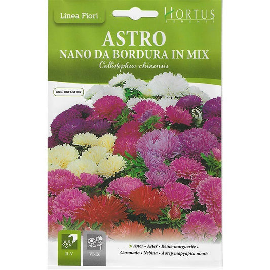 Mélange d'asters de bordure naine DB