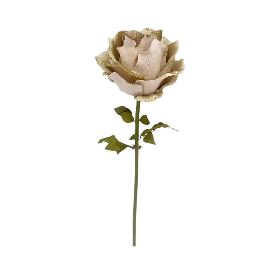 Rosa decorativa Beatrix champagne H130 cm