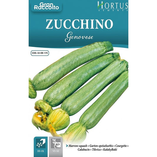 Courgette génoise Grande Récolte