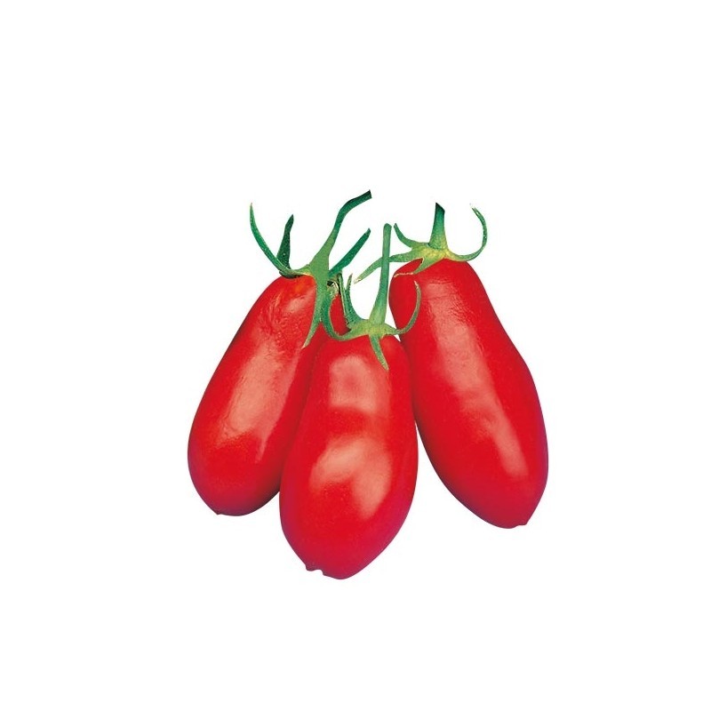 San Marzano Tomate 3 Grande Récolte