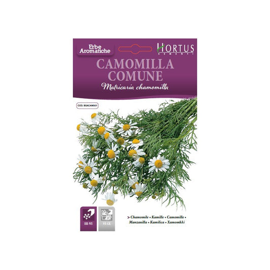 Camomille commune DB