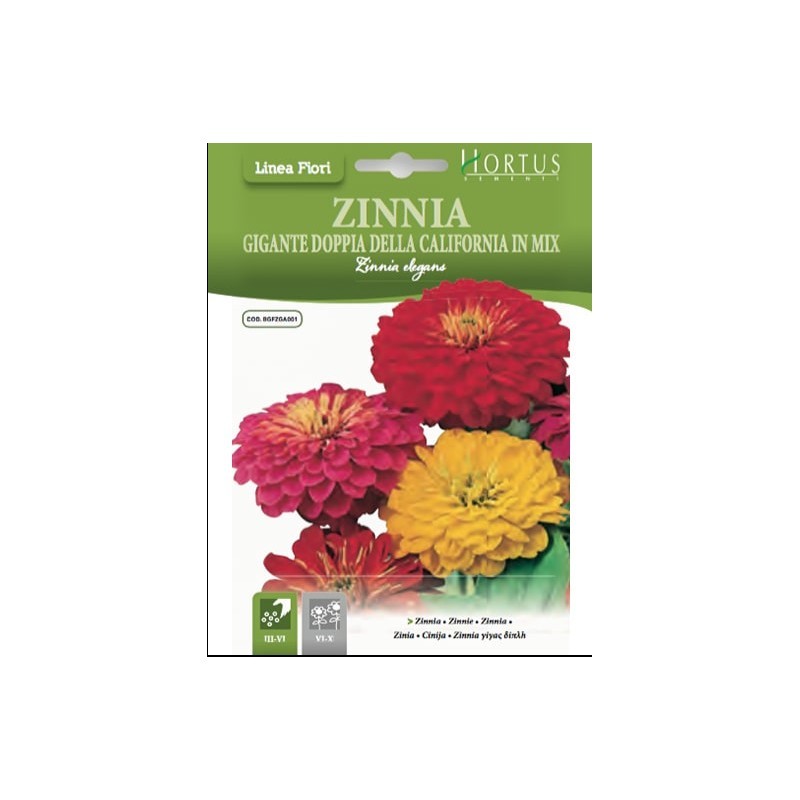 Zinnia Gigante doppia della California in mix DB