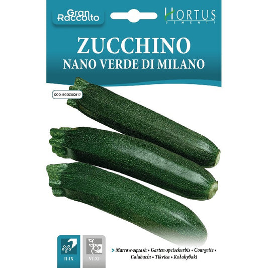 Courgette verte naine de Milan Gran Raccolto