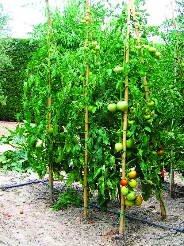 Cannes de bambou massif pour soutenir les plantes Ø 2,2-2,4 cm h 180 cm
