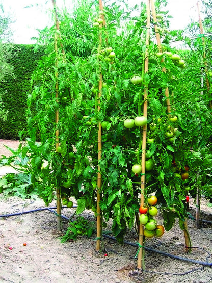 Cannes de bambou massif pour soutenir les plantes Ø 2,2-2,4 cm h 180 cm