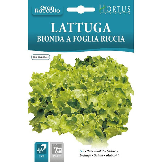 Laitue frisée blonde Grande récolte