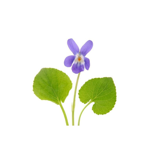 Viola Mammola 4 Stagioni DB