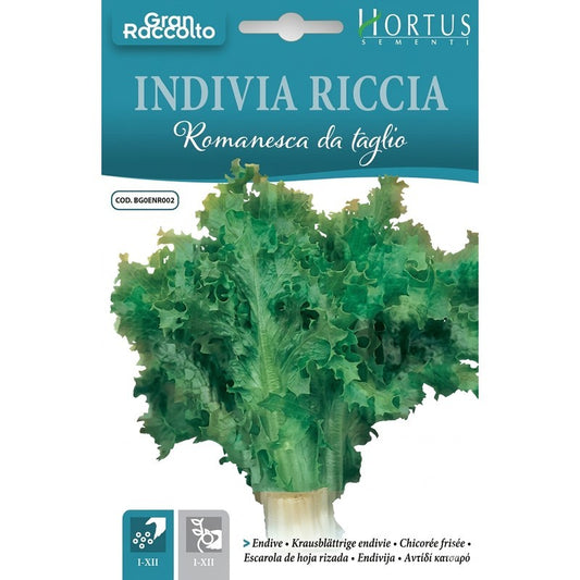 Gran Raccolto coupé endive frisée romaine