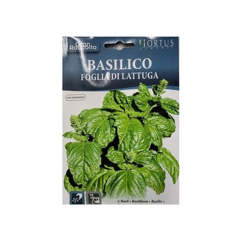 Laitue feuille de basilic Grande Récolte