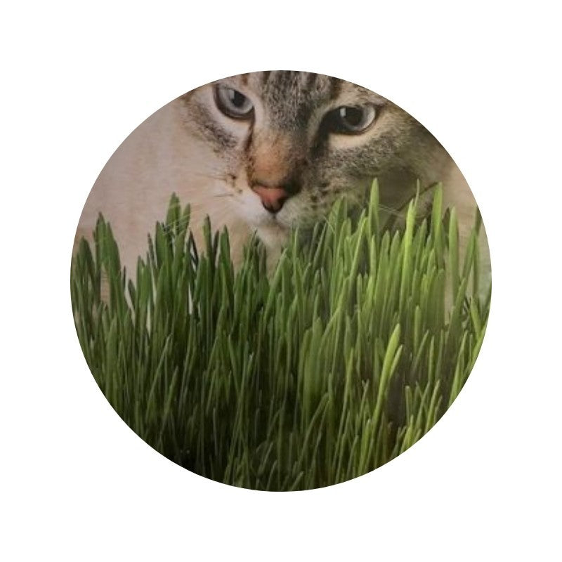 Herbe à chats AQ