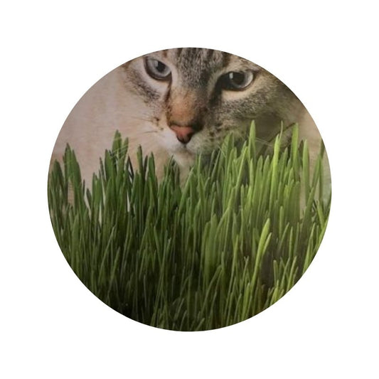 Herbe à chats AQ