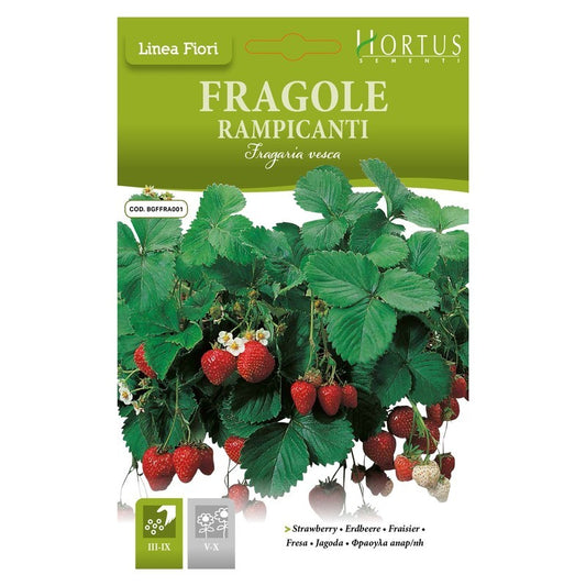 Fraises grimpantes DB