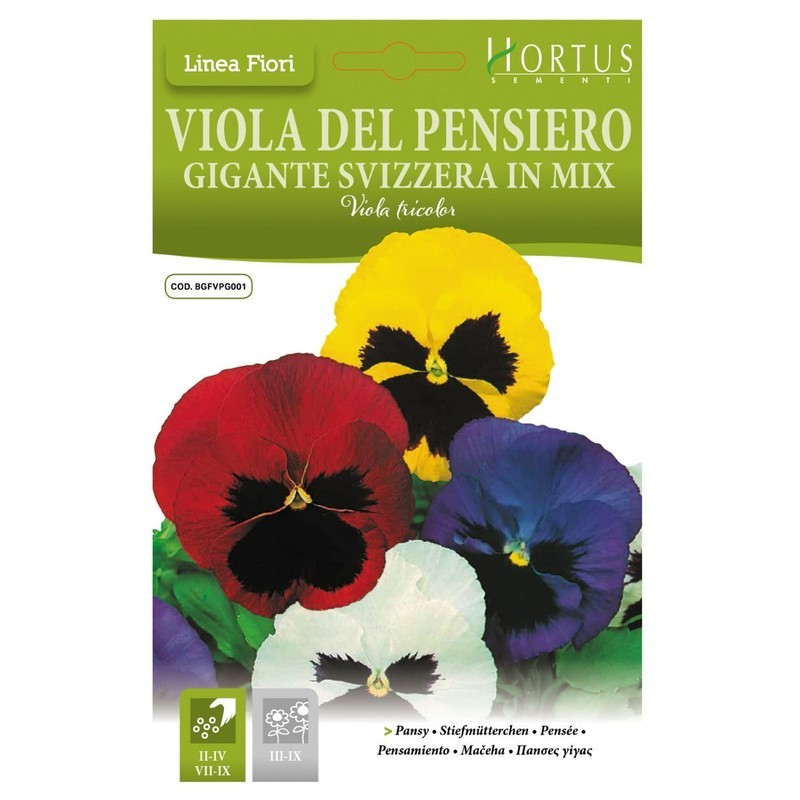 Violadel Pensiero Gigante Suisse mix DB