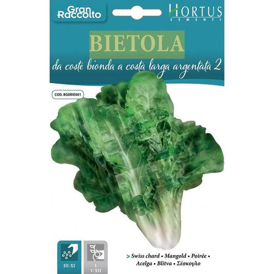 Bette à carde blonde de la Côte d'Argent 2 Grande récolte