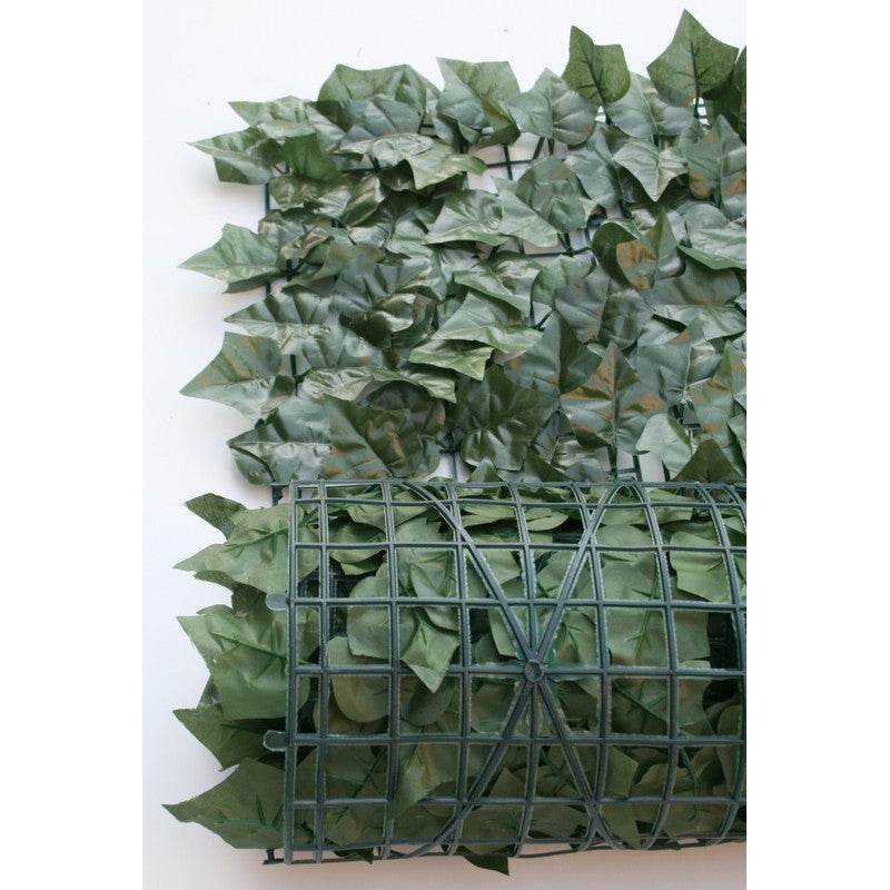 Sempreverde Point foglie Edera 1,5x3 m