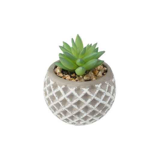 Succulente H9 cm avec pot en béton