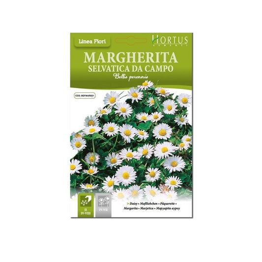 Marguerite sauvage du champ DB
