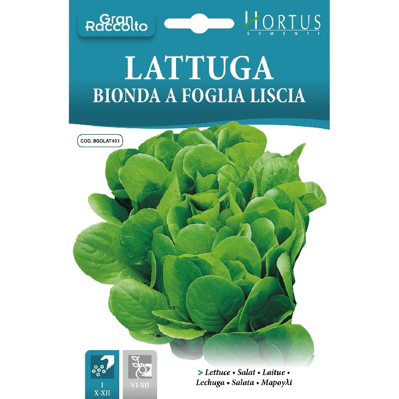 Laitue frisée blonde lisse Big Harvest