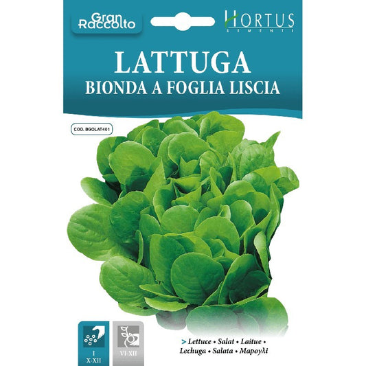 Laitue frisée blonde lisse Big Harvest