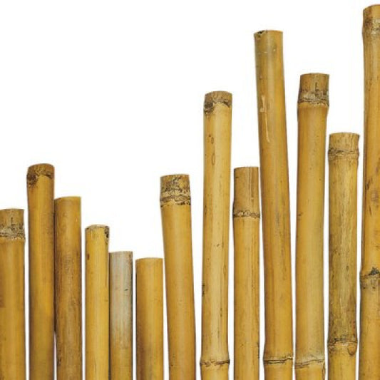 Cannes de bambou massif pour soutenir les plantes Ø 2,2-2,4 cm h 180 cm