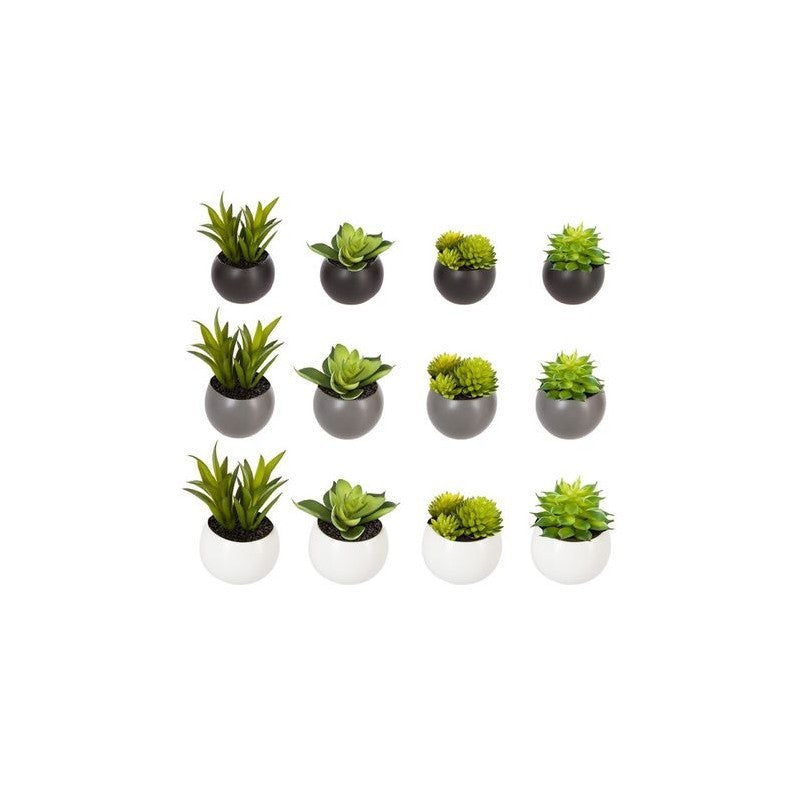 Plante succulente D6 cm avec pot magnétique