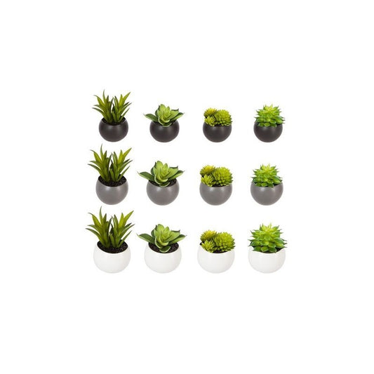 Plante succulente D6 cm avec pot magnétique